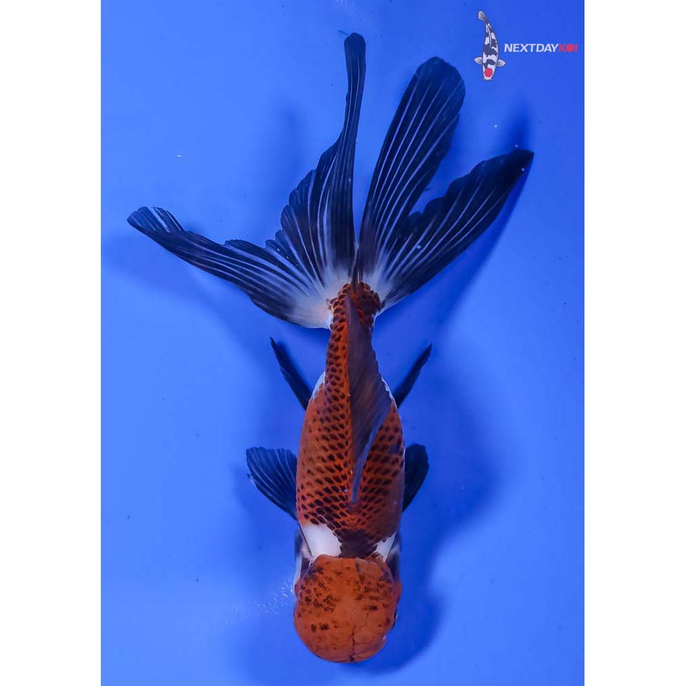 5” Imported Tri Color Panda Oranda - Image 3