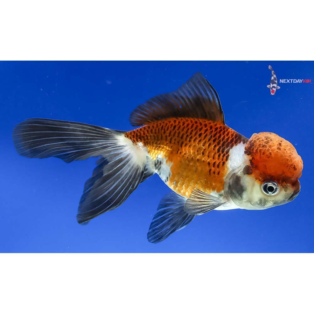 5” Imported Tri Color Panda Oranda - Image 4