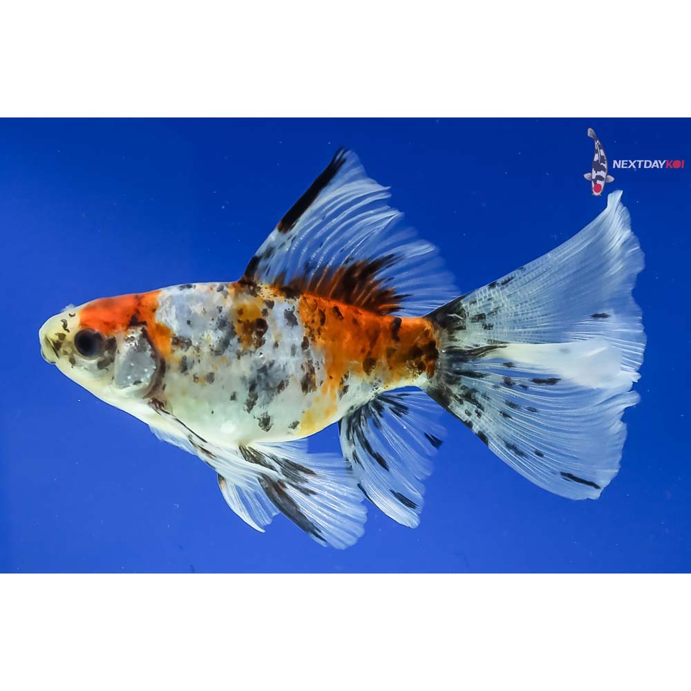 5” Imported Male Bristol Shubunkin - Image 2