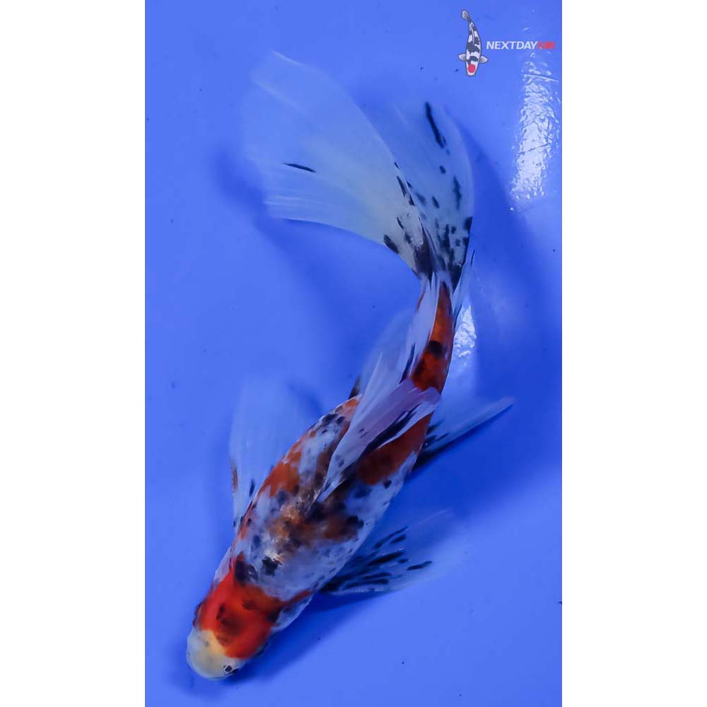 5” Imported Male Bristol Shubunkin - Image 3