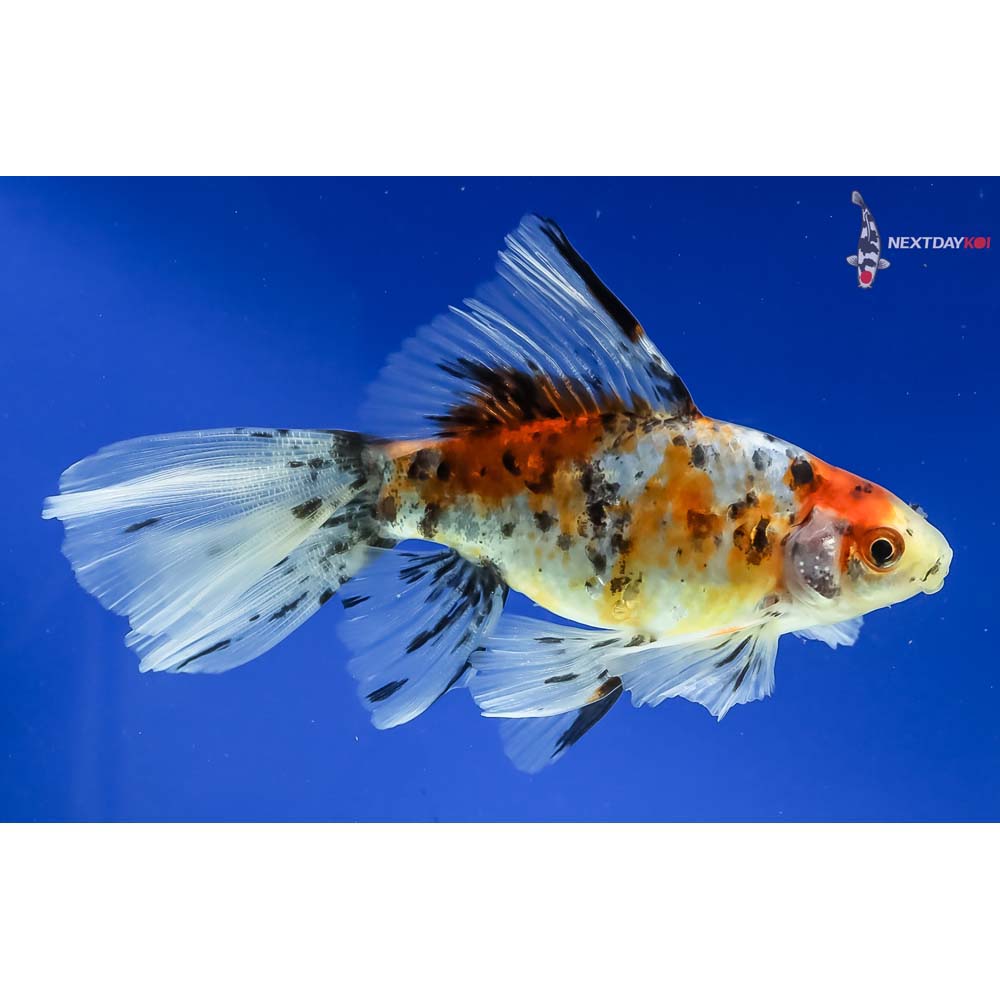 5” Imported Male Bristol Shubunkin - Image 4