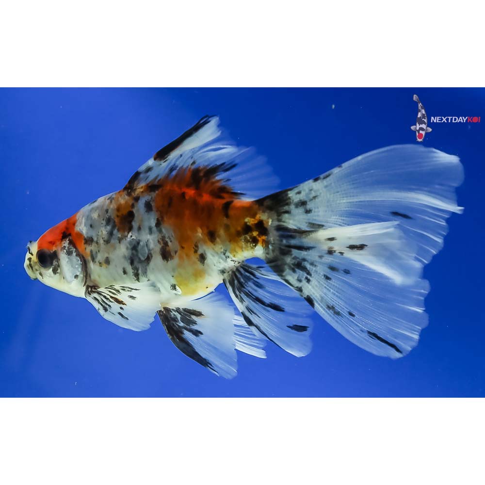 5” Imported Male Bristol Shubunkin - Image 5