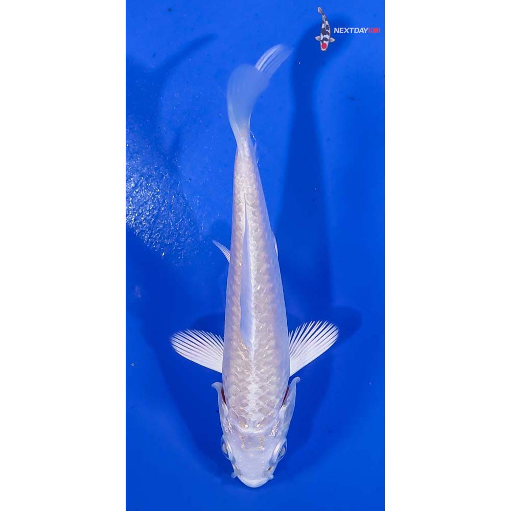 4” Imported Platinum Ogon