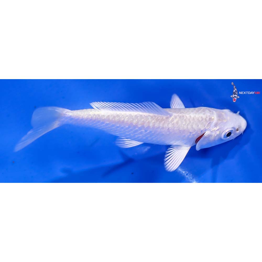 4” Imported Platinum Ogon - Image 2