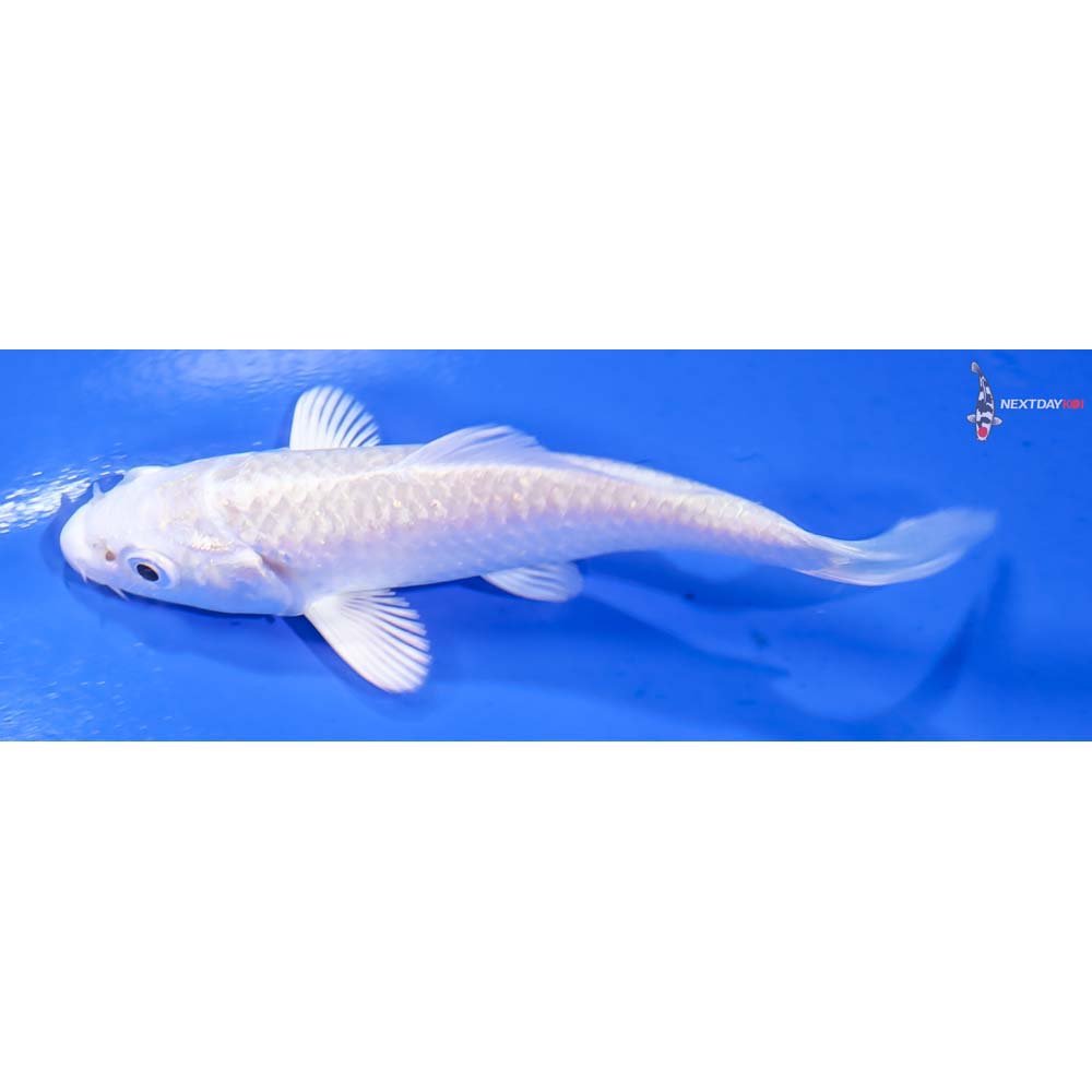 4” Imported Platinum Ogon - Image 4