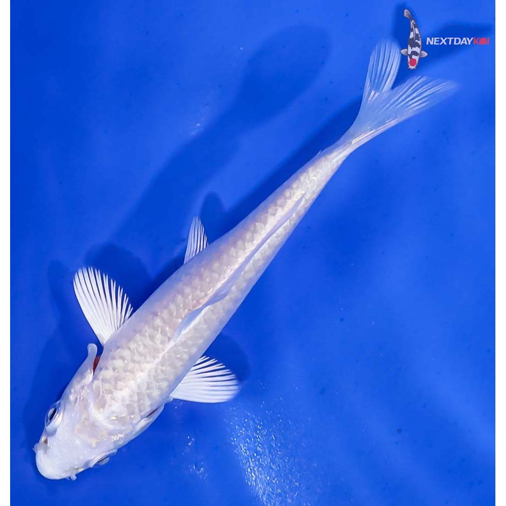 4” Imported Platinum Ogon - Image 5