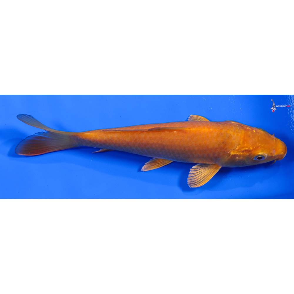 7” Imported Chagoi - Image 2