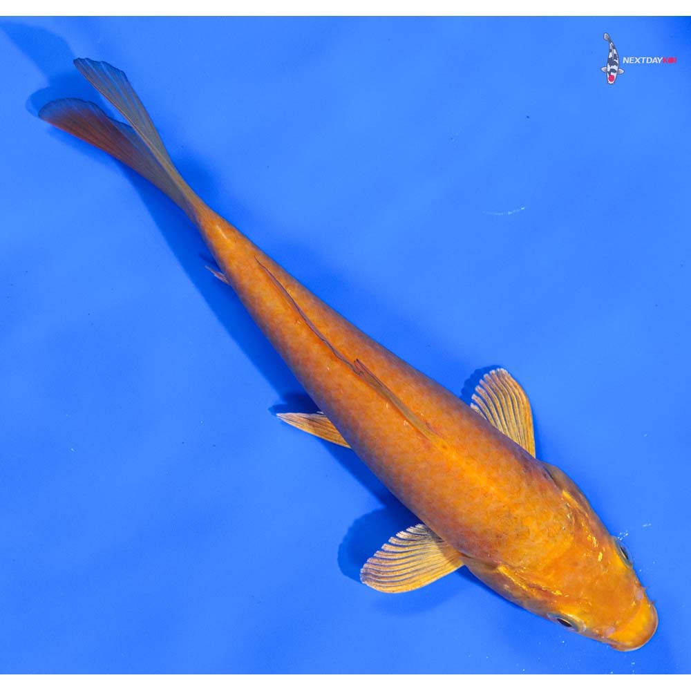 7” Imported Chagoi - Image 3