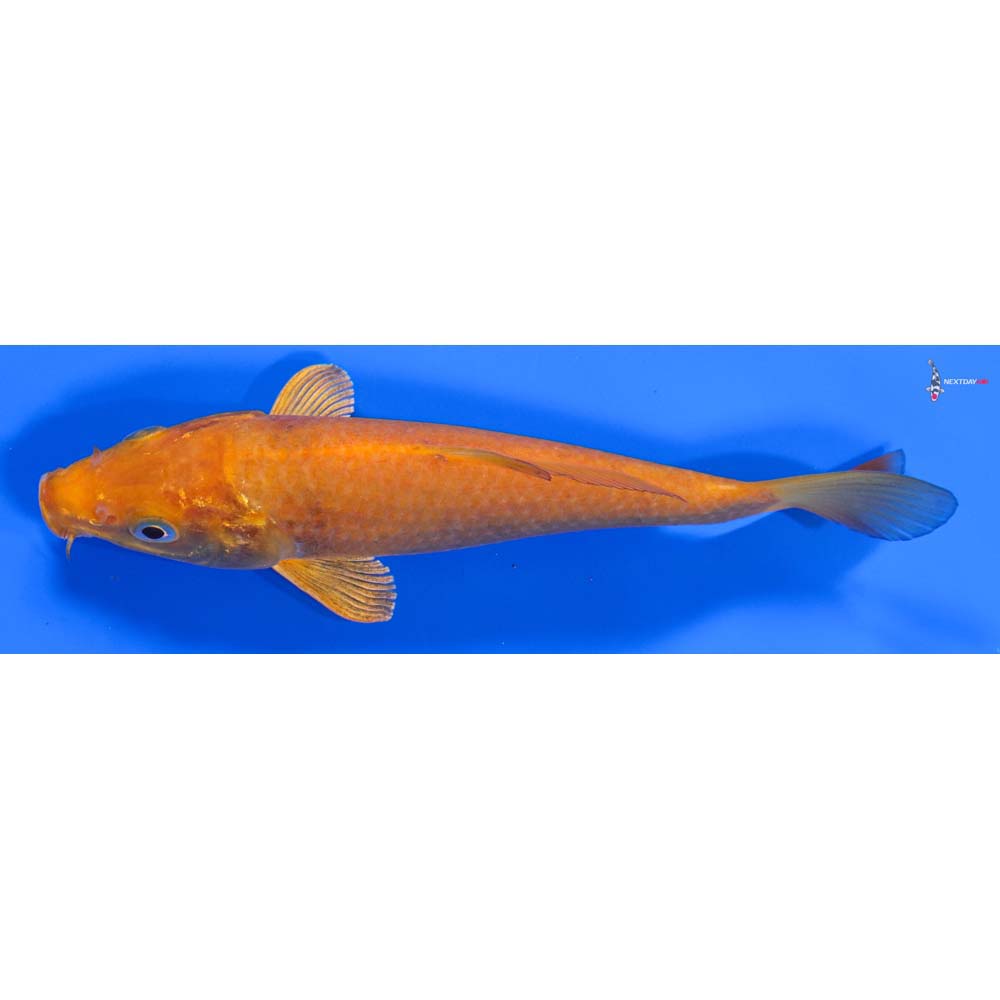 7” Imported Chagoi - Image 4