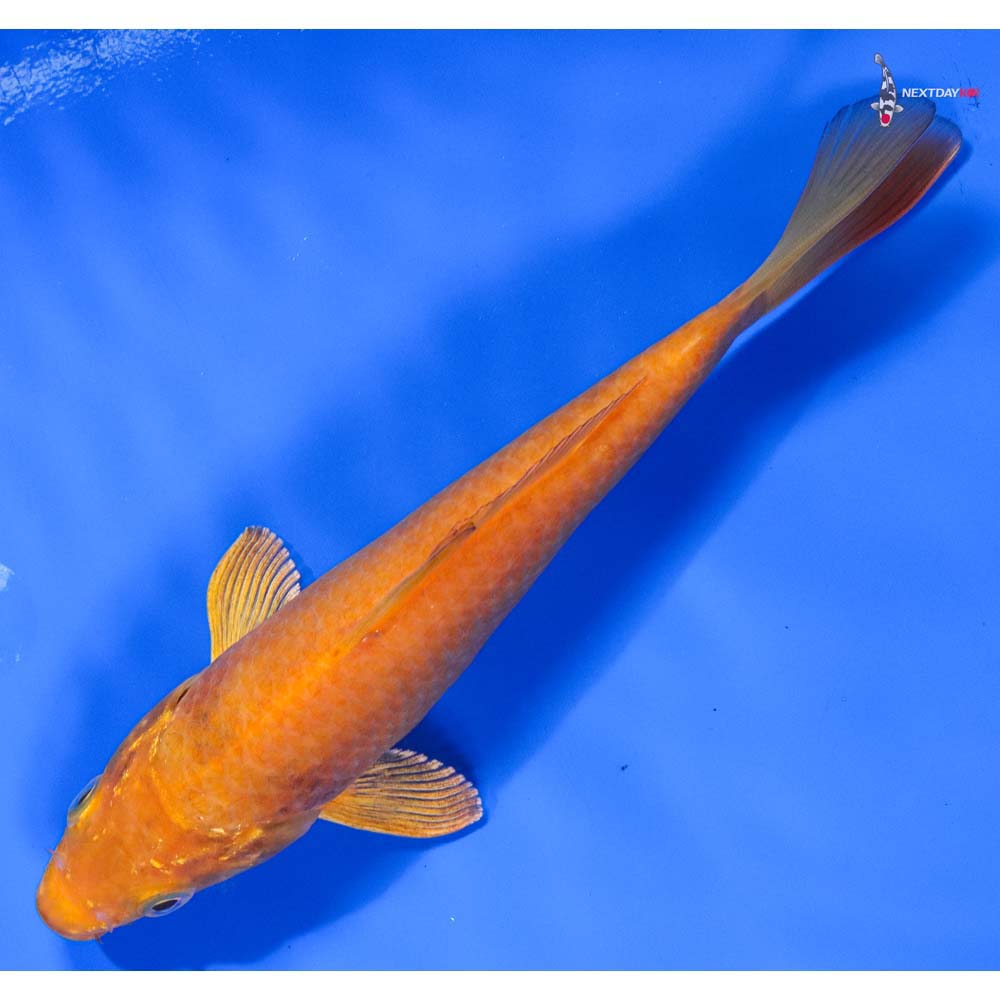 7” Imported Chagoi - Image 5