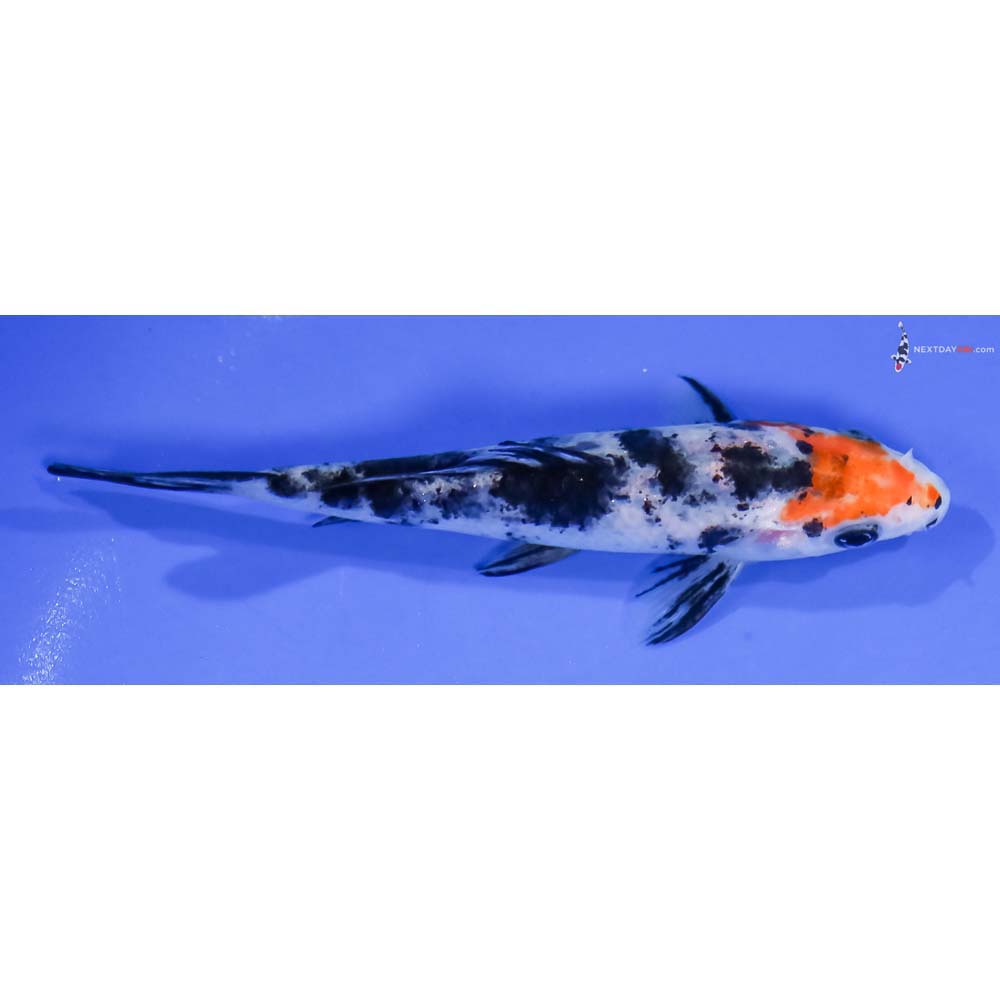 5” Imported Sanke - Image 2