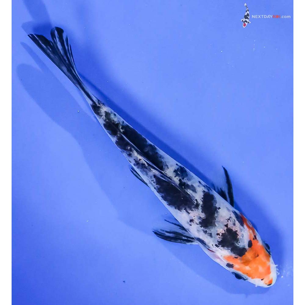 5” Imported Sanke - Image 3