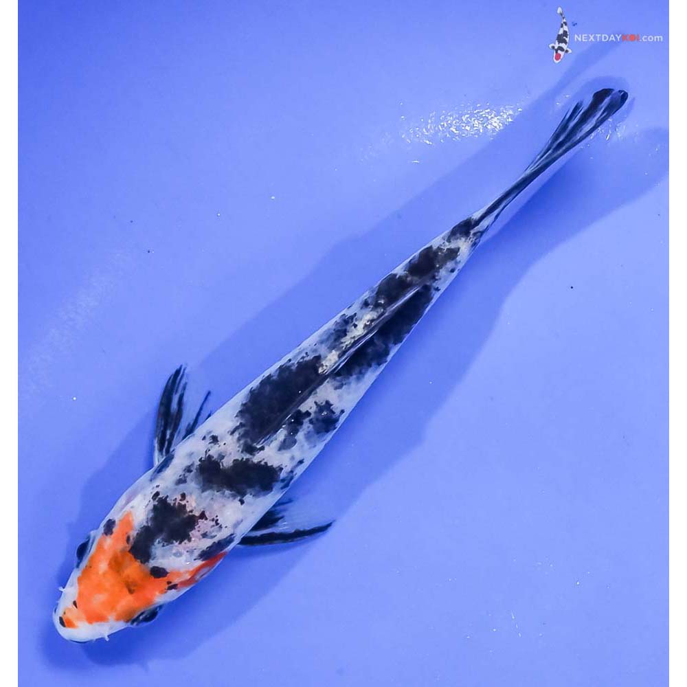 5” Imported Sanke - Image 5