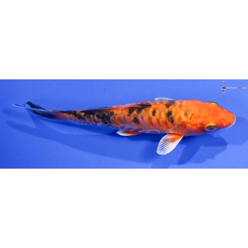 5” Imported Armor Scaled Kin Aka Bekko - Image 2