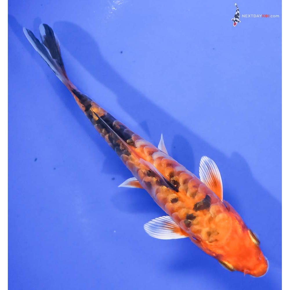 5” Imported Armor Scaled Kin Aka Bekko - Image 3