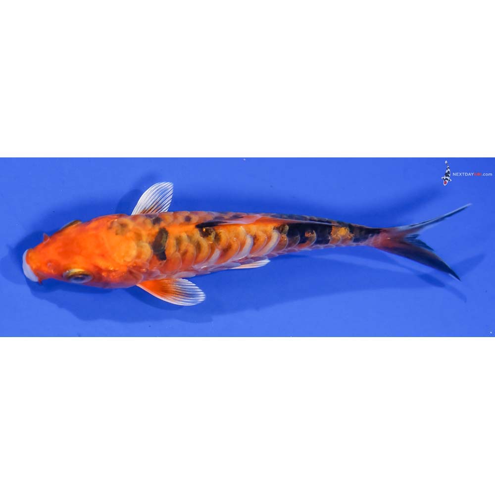 5” Imported Armor Scaled Kin Aka Bekko - Image 4