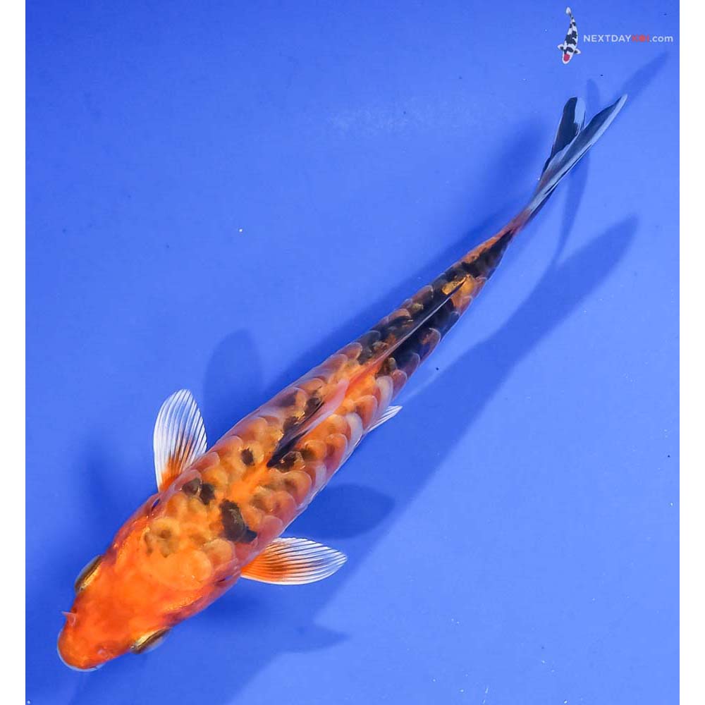 5” Imported Armor Scaled Kin Aka Bekko - Image 5