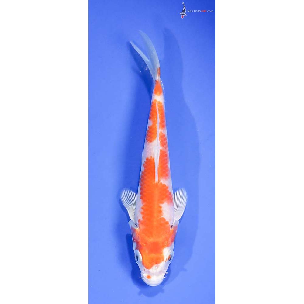 5” Imported Hariwake