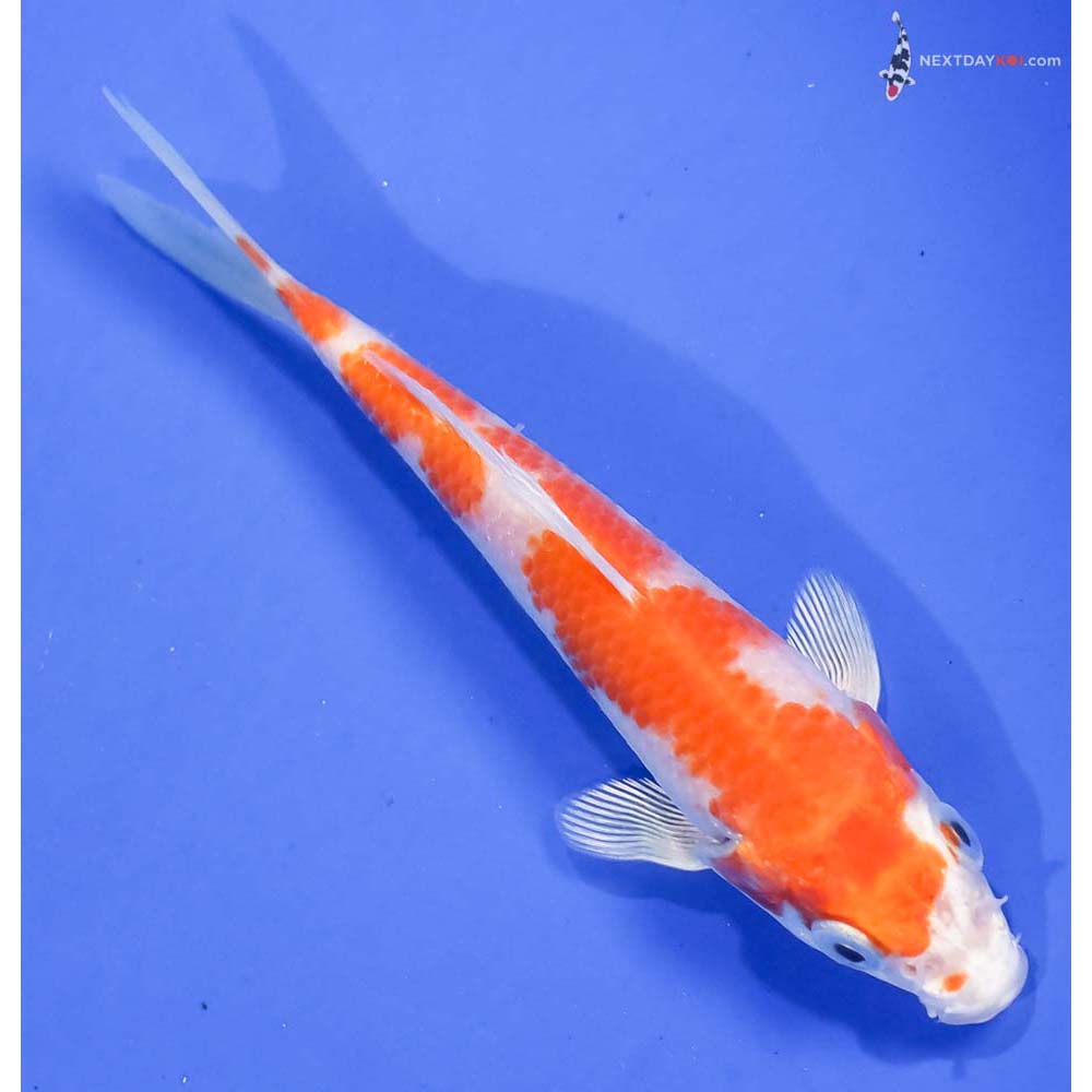 5” Imported Hariwake - Image 3