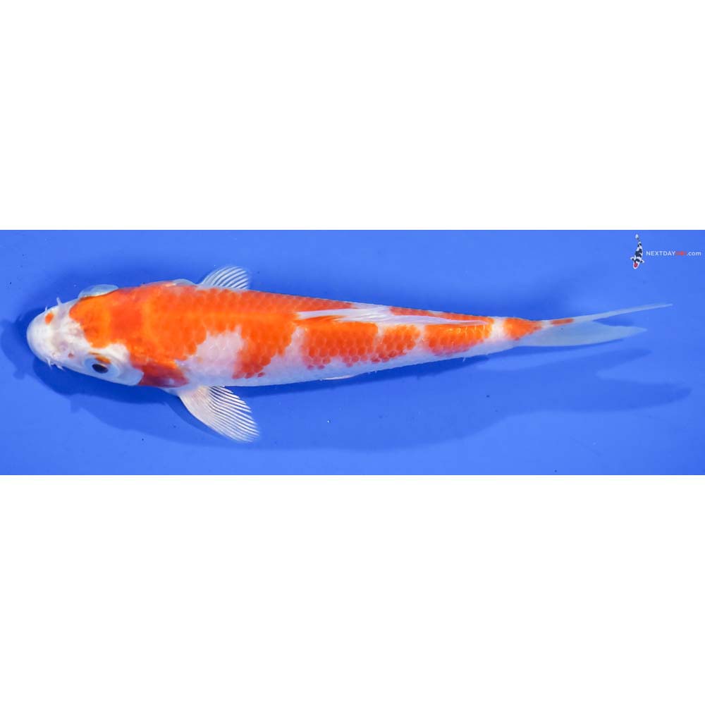 5” Imported Hariwake - Image 4