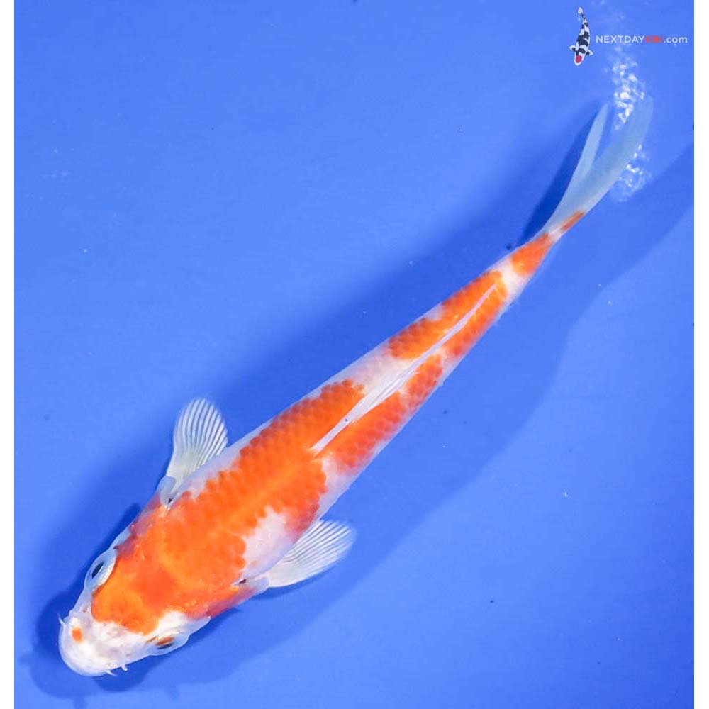 5” Imported Hariwake - Image 5