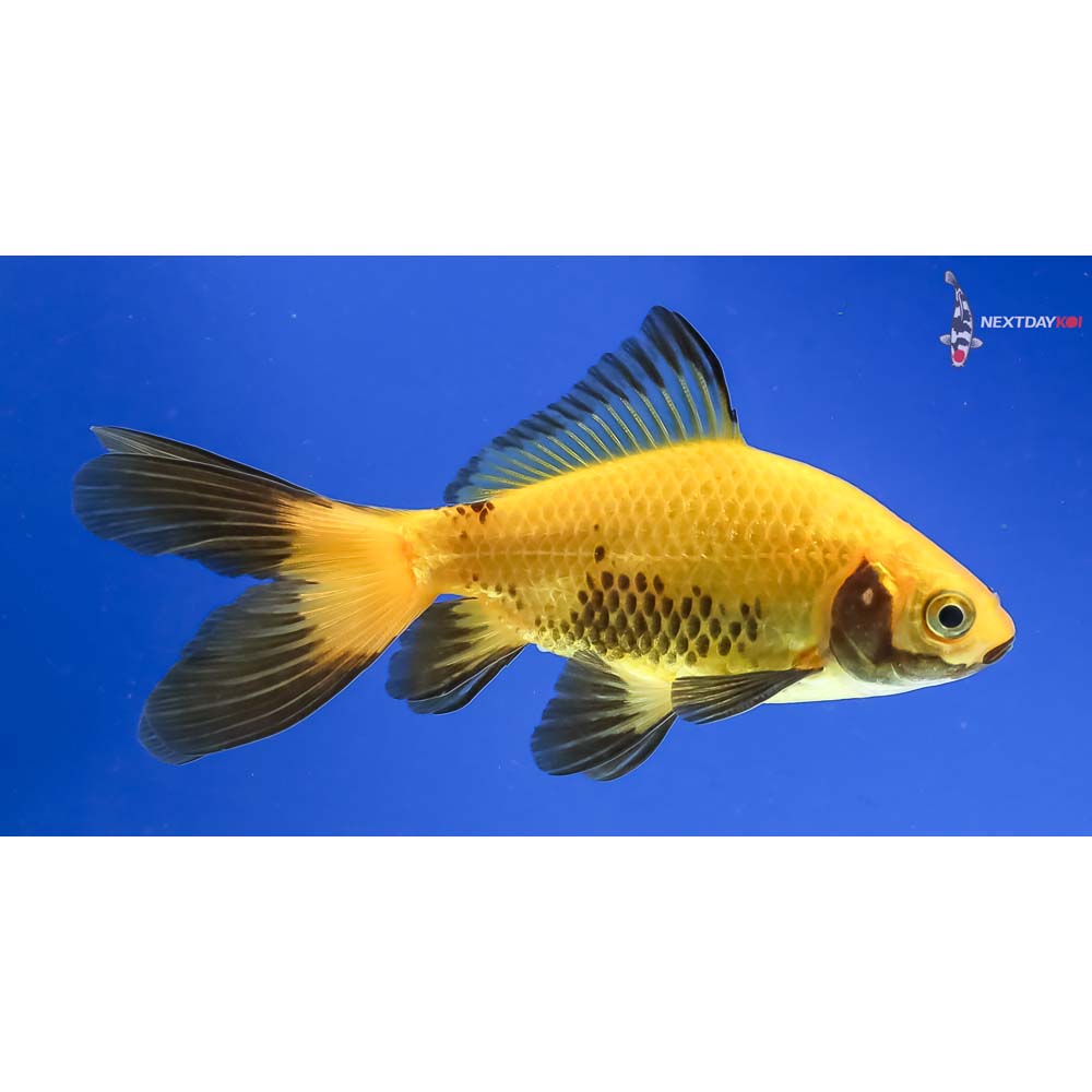 4” Imported Male Yellow and Black Wakin - Image 2