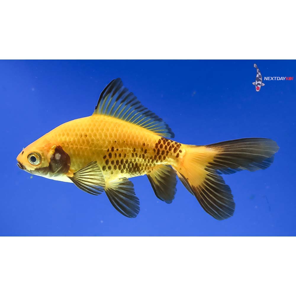4” Imported Male Yellow and Black Wakin - Image 3
