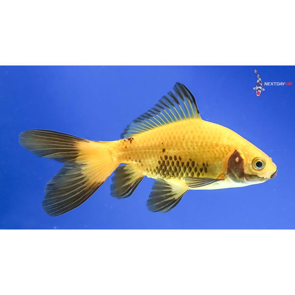 4” Imported Male Yellow and Black Wakin - Image 4