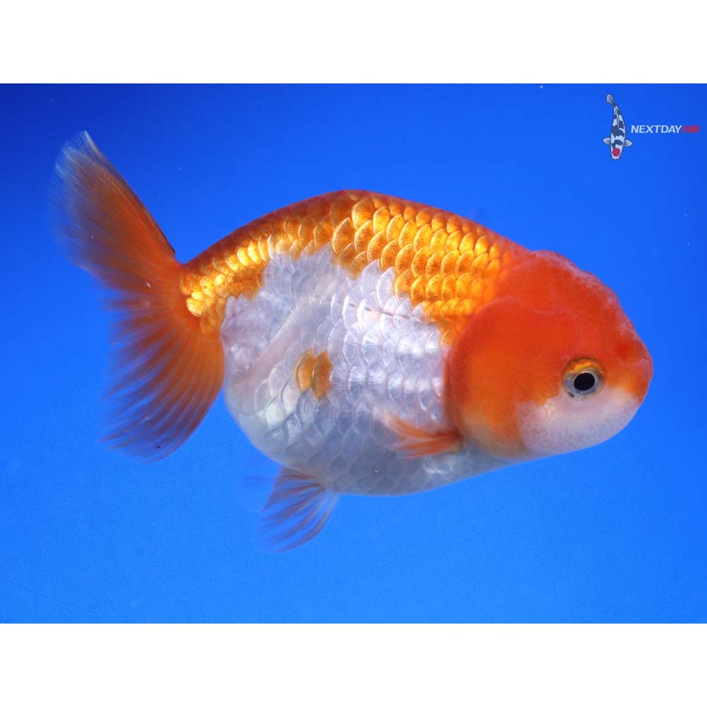 3.5” Imported Red and White Ranchu