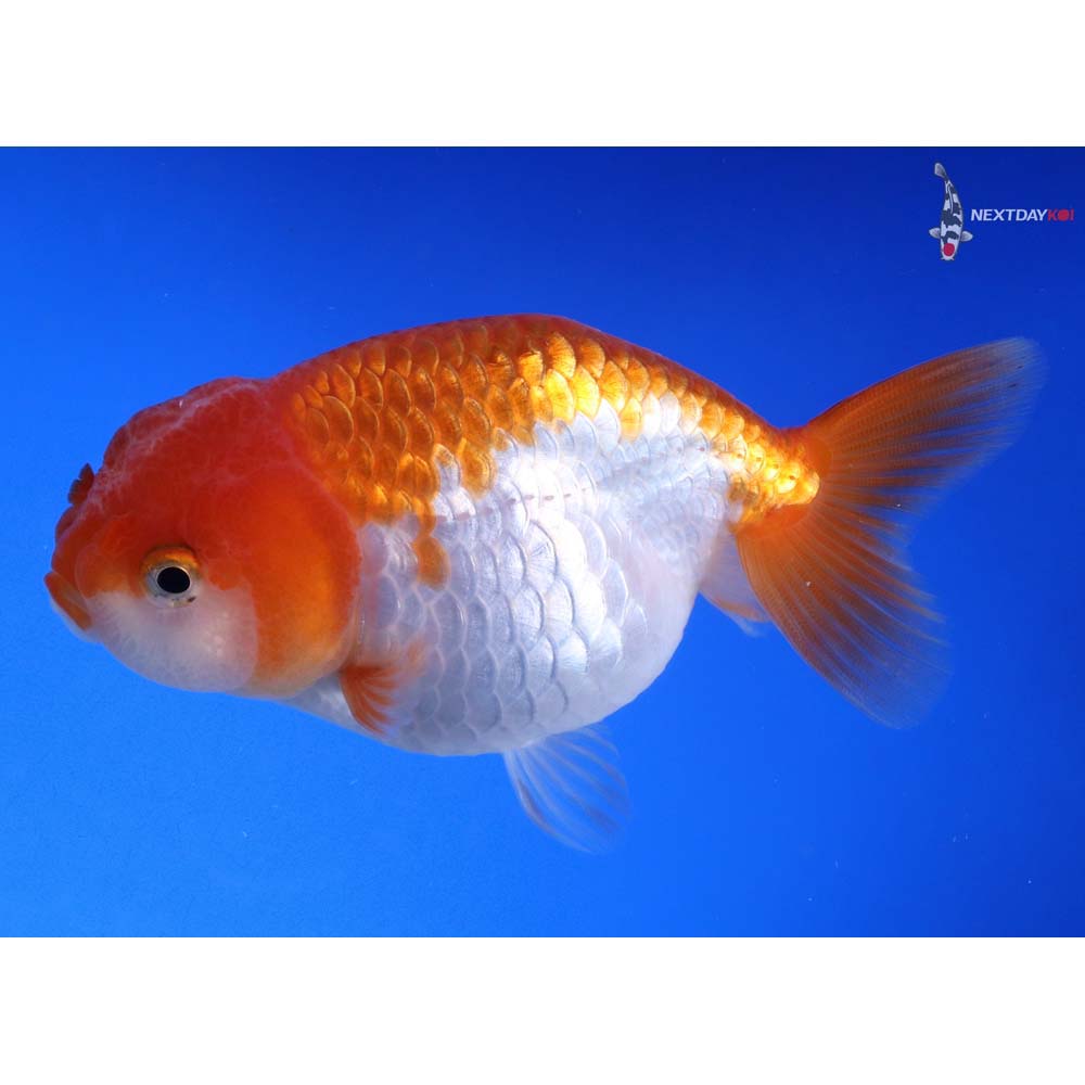 3.5” Imported Red and White Ranchu - Image 2