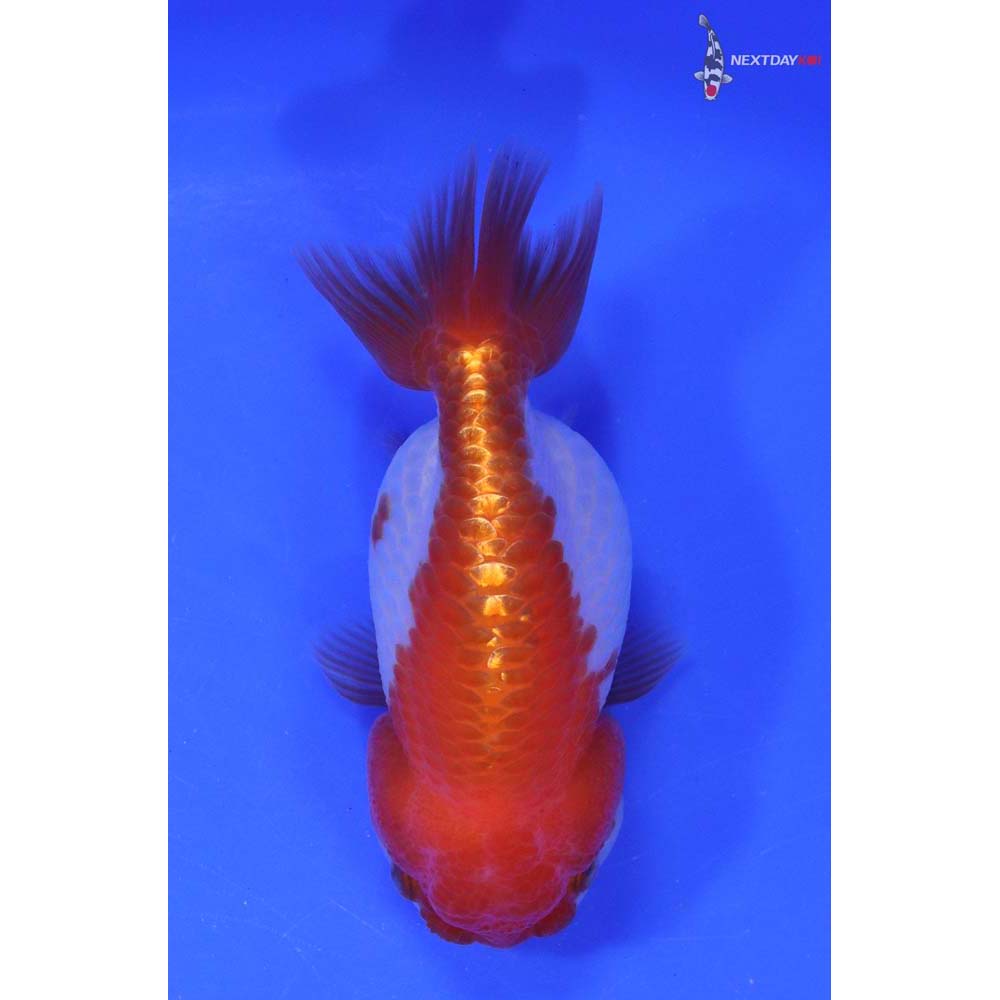 3.5” Imported Red and White Ranchu - Image 3