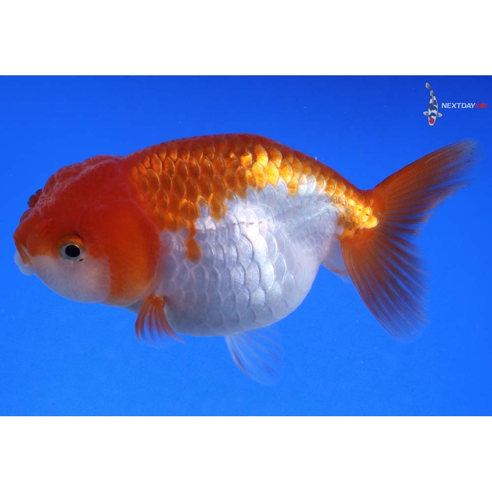 3.5” Imported Red and White Ranchu - Image 5