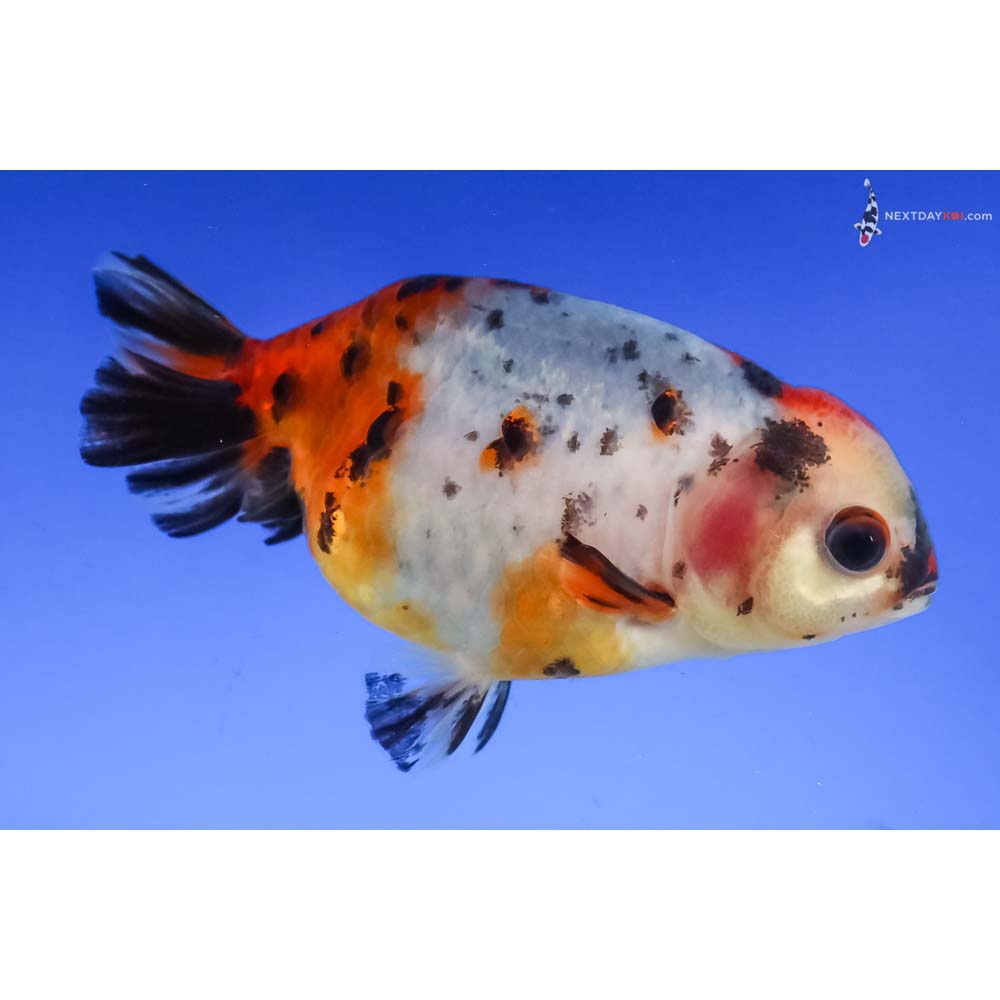 3.5” Imported Calico Ranchu