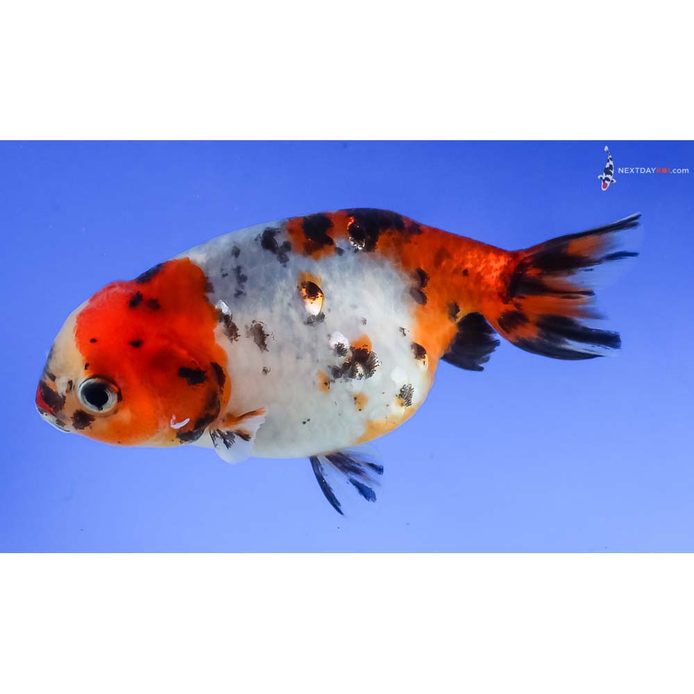 3.5” Imported Calico Ranchu - Image 2
