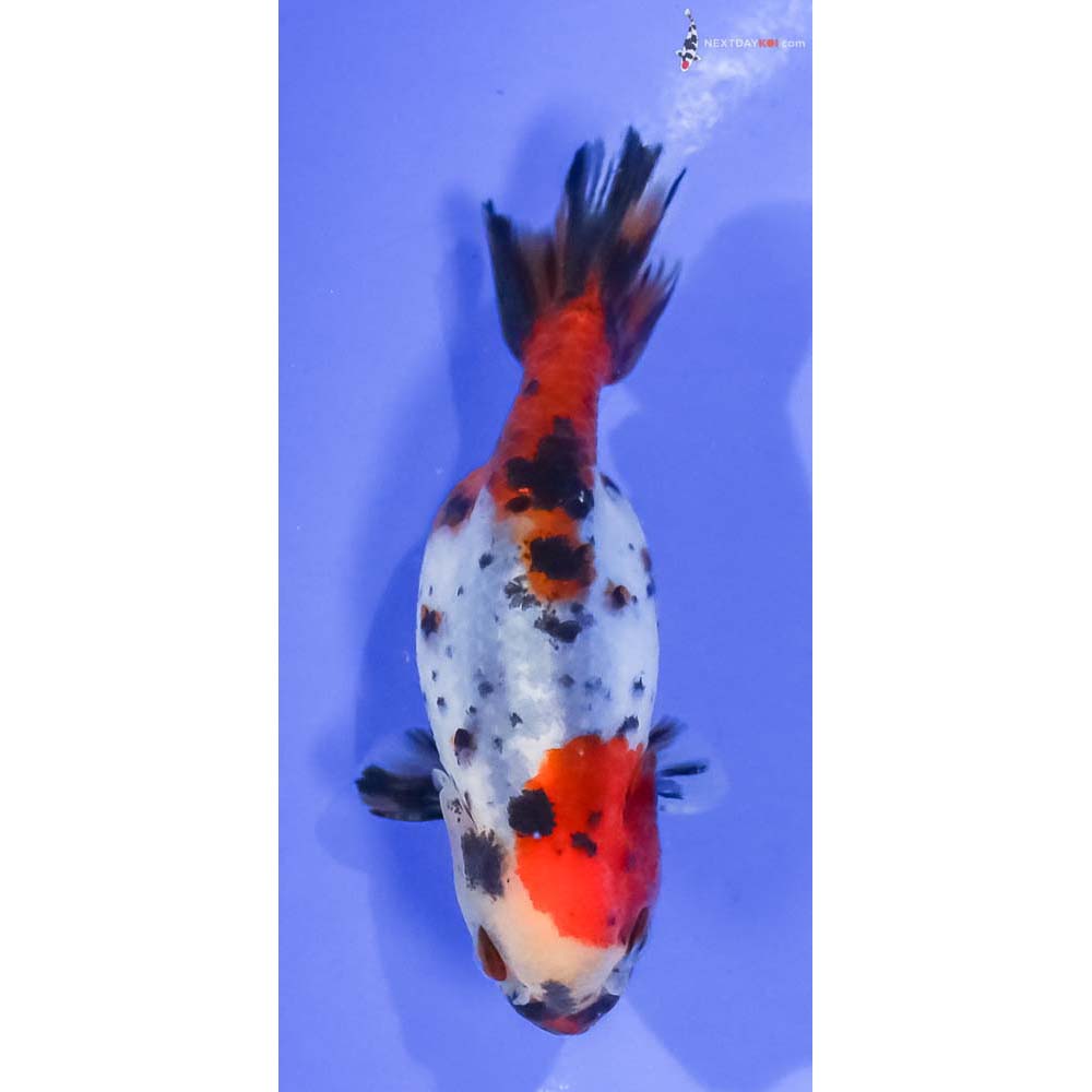 3.5” Imported Calico Ranchu - Image 3