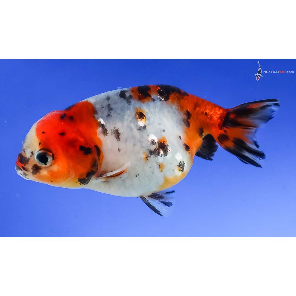 3.5” Imported Calico Ranchu - Image 5