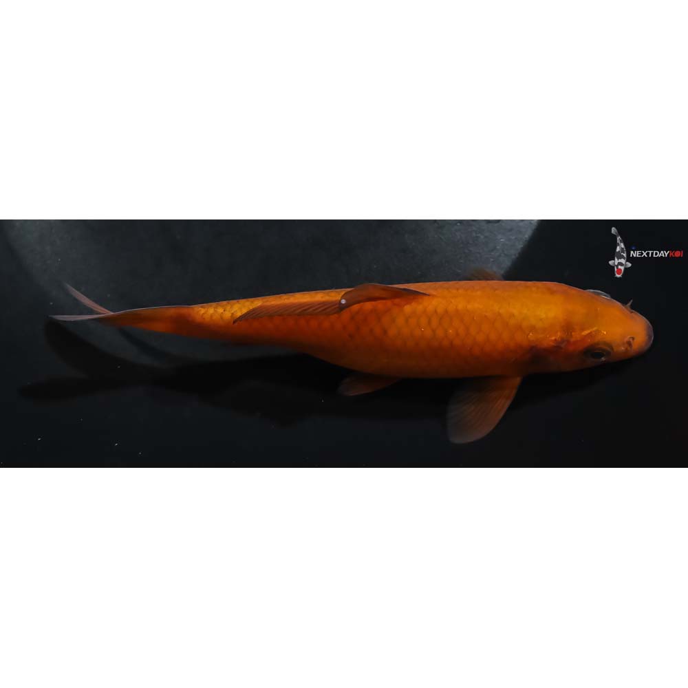 5” Imported Chagoi - Image 2