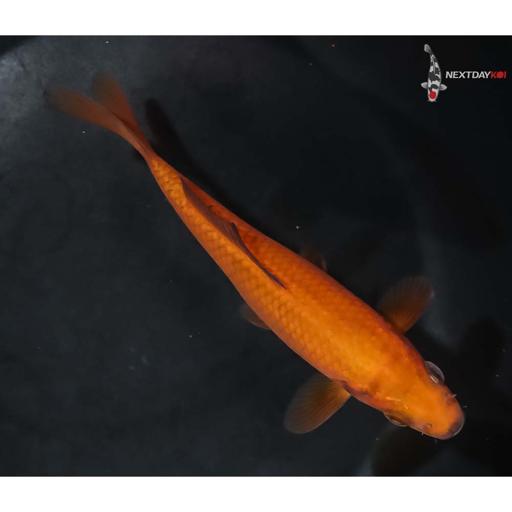 5” Imported Chagoi - Image 3