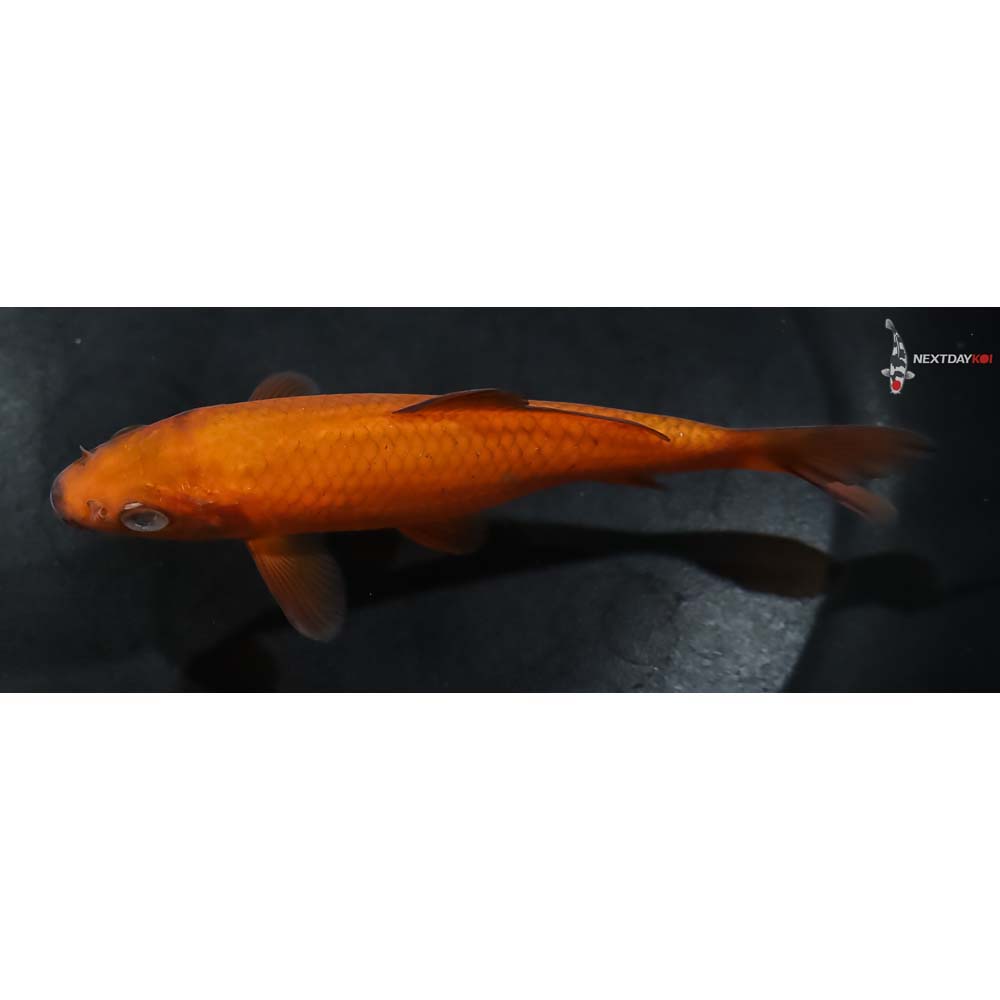 5” Imported Chagoi - Image 4