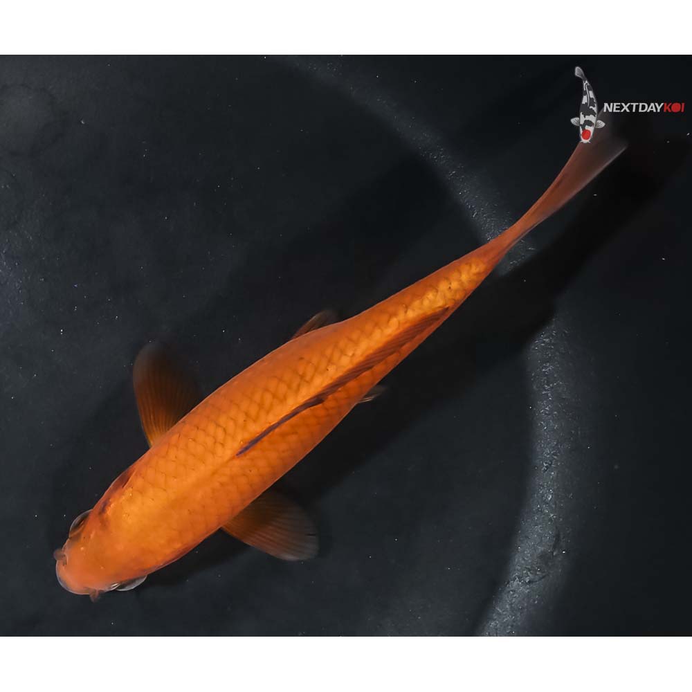 5” Imported Chagoi - Image 5