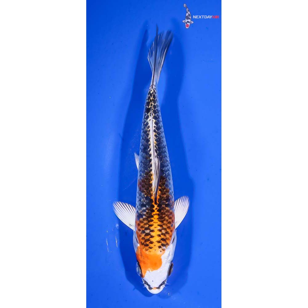 6” Imported Kujaku