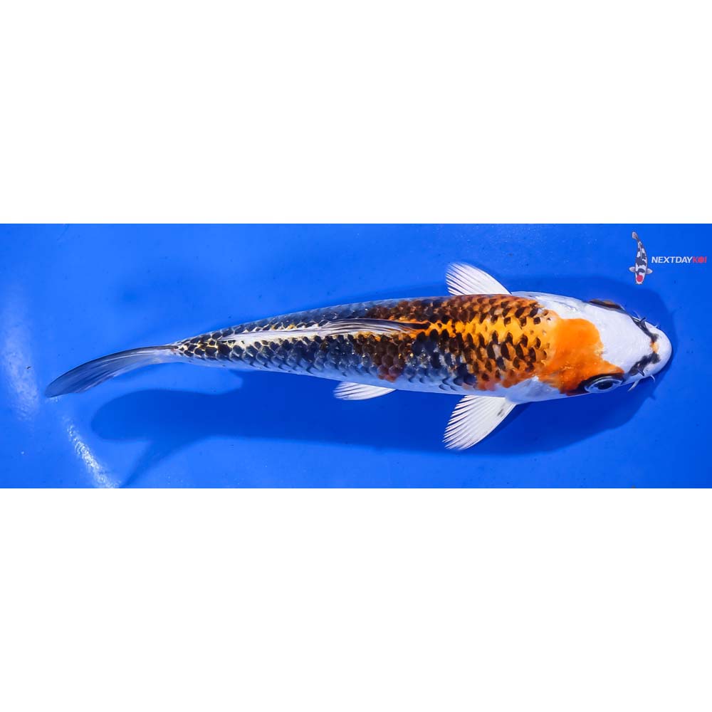 6” Imported Kujaku - Image 2