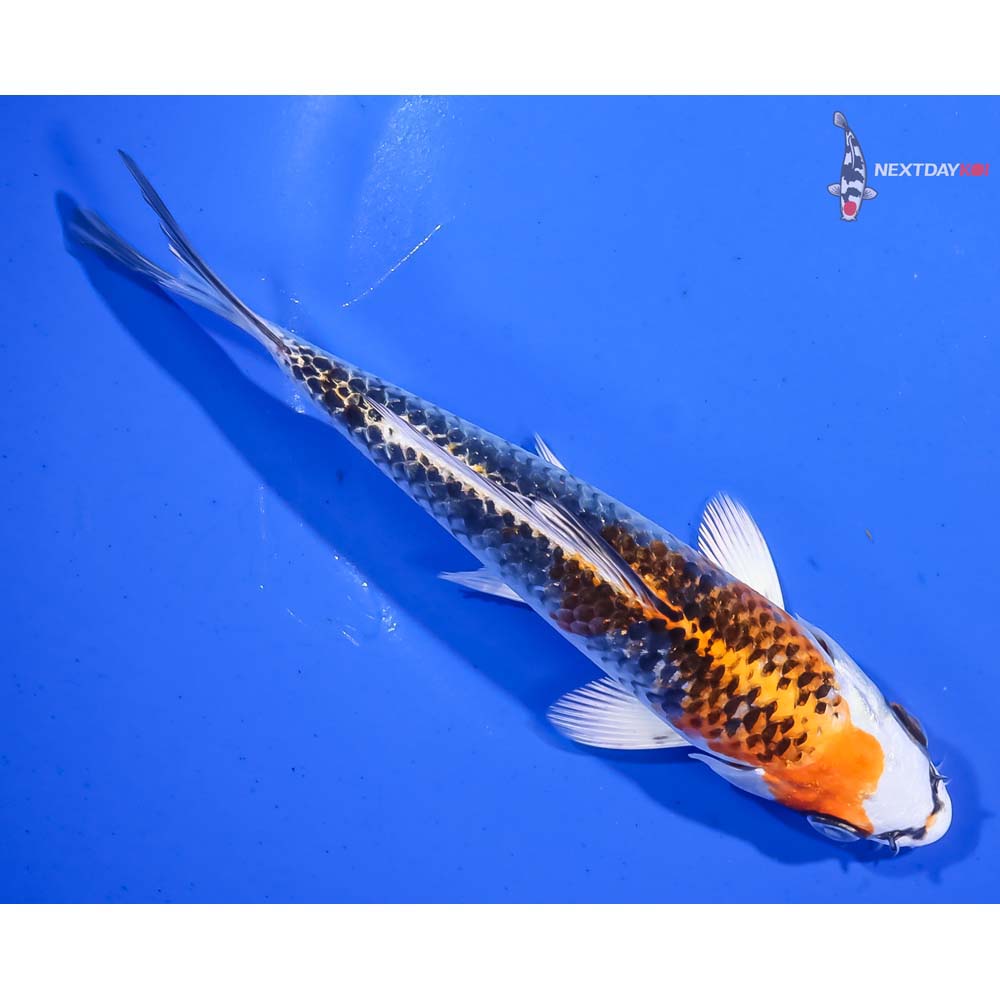 6” Imported Kujaku - Image 3