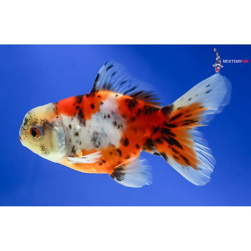 4” Imported Male Calico Oranda - Image 2