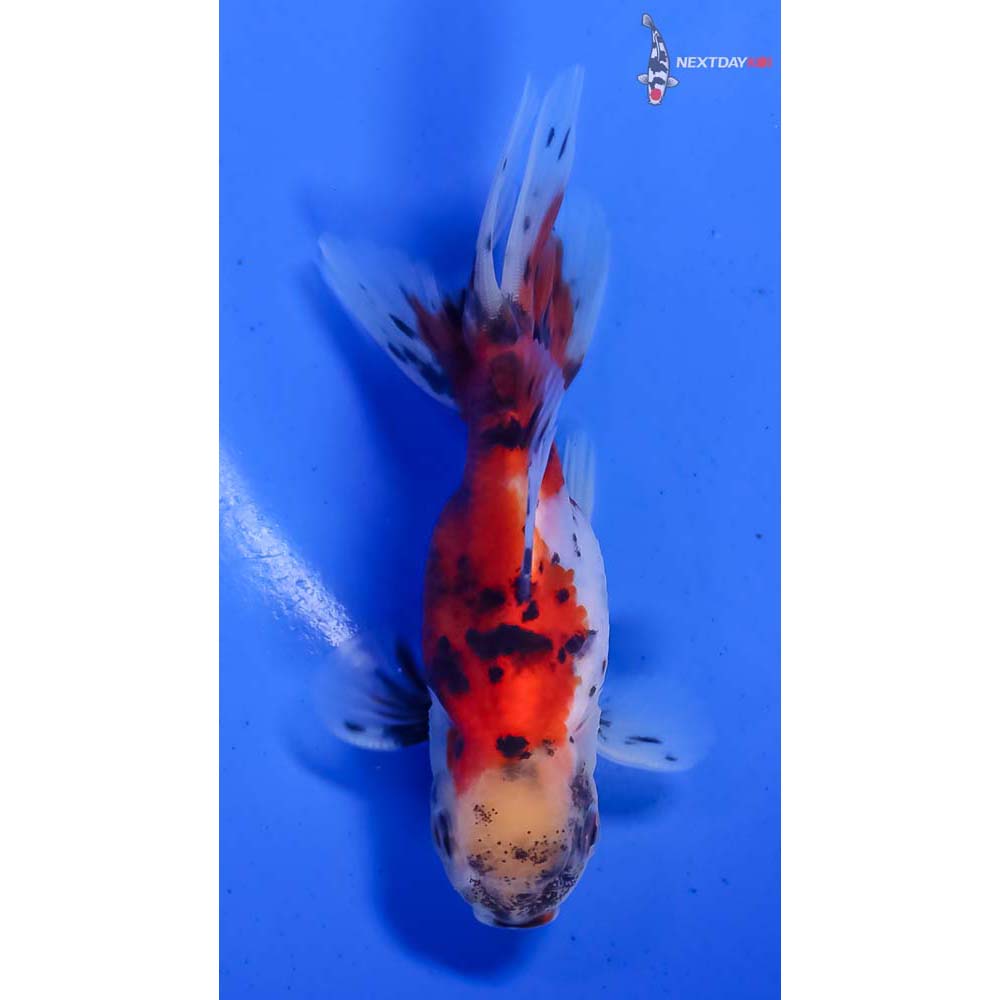 4” Imported Male Calico Oranda - Image 3