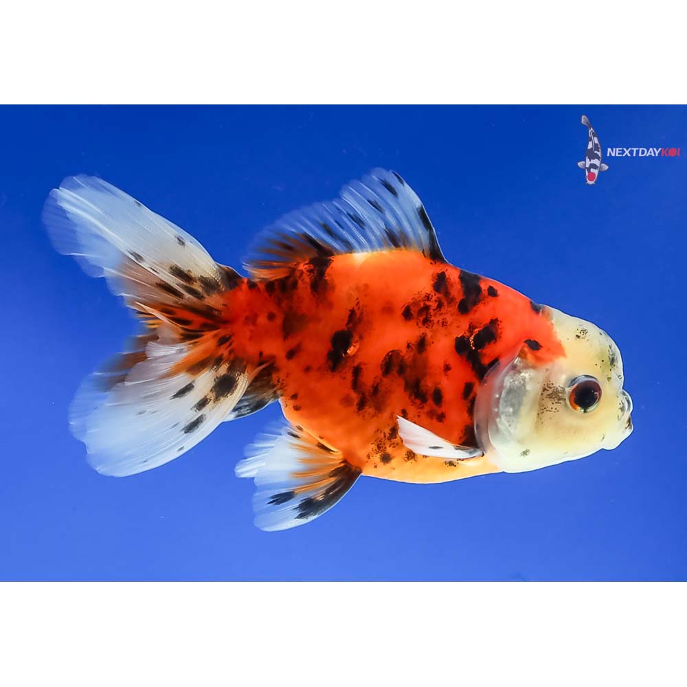 4” Imported Male Calico Oranda - Image 4