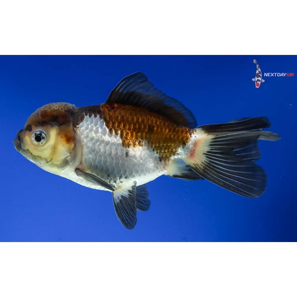 4.5” Imported Male Tri Color Panda Oranda - Image 2