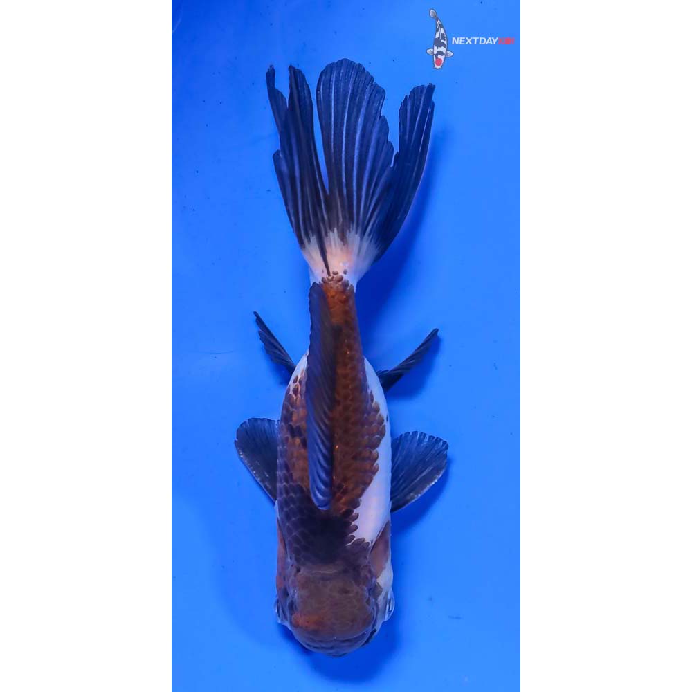 4.5” Imported Male Tri Color Panda Oranda - Image 3