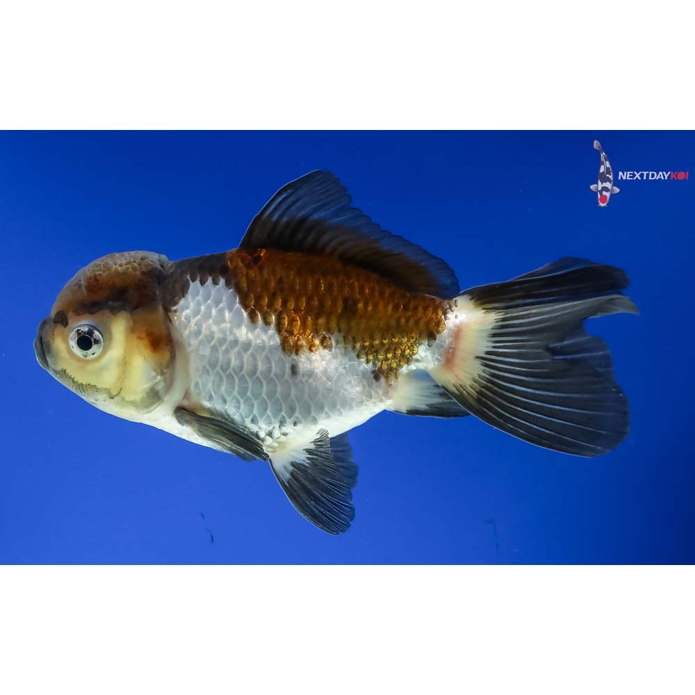 4.5” Imported Male Tri Color Panda Oranda - Image 5