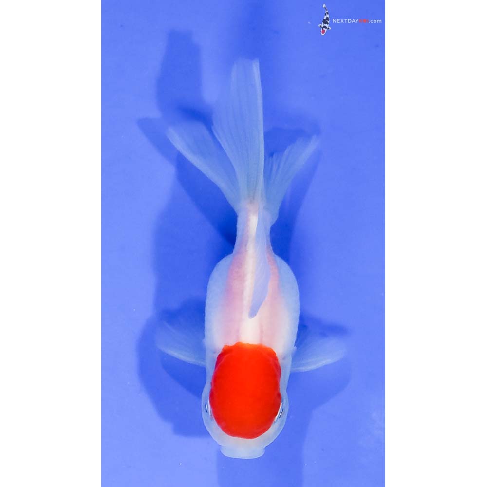 2.5” Imported Redcap Oranda - Image 3